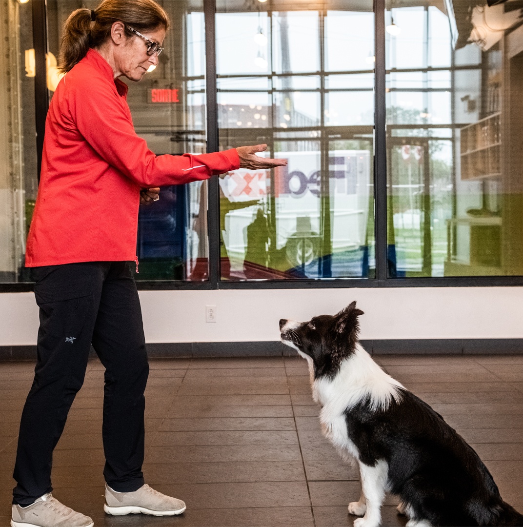 education Éducation canine