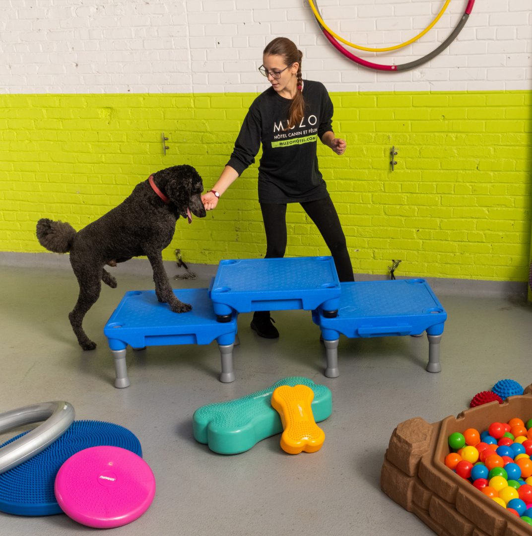 programme de fitness canin