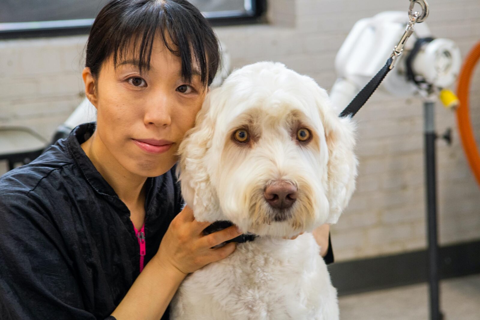 Toilettage pour chien