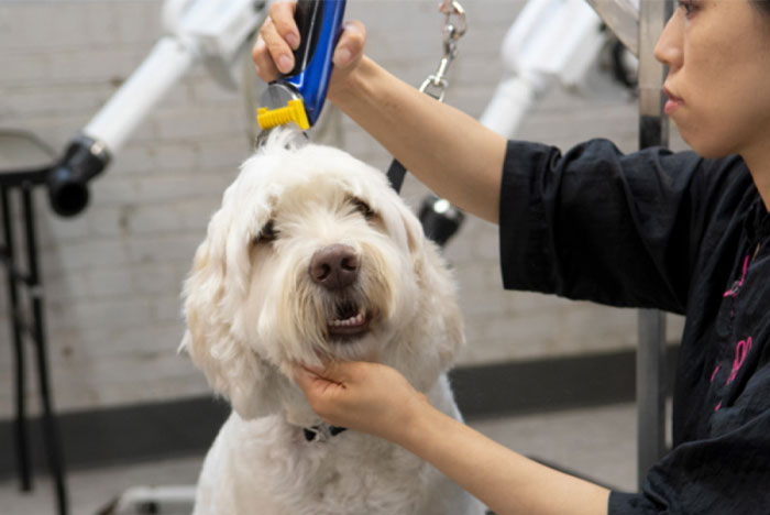 Toilettage pour chien