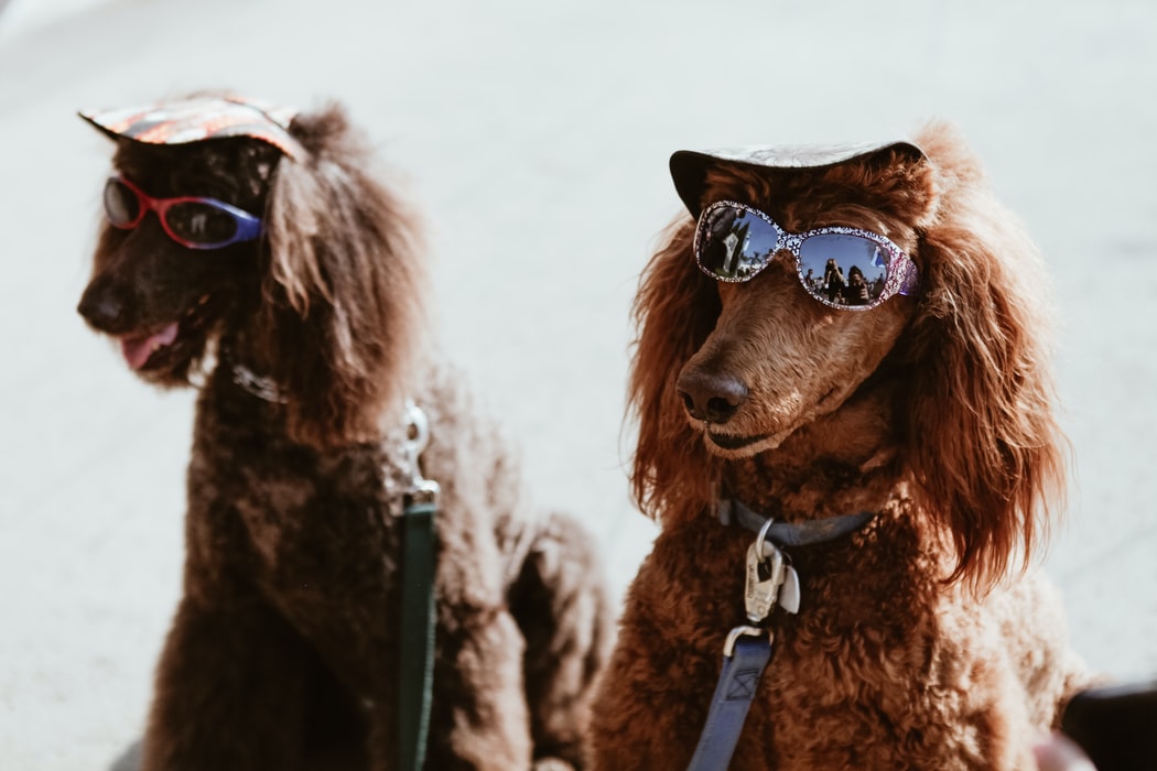 Caniches avec lunettes soleil