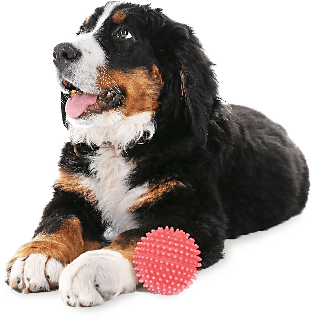chien-garderie