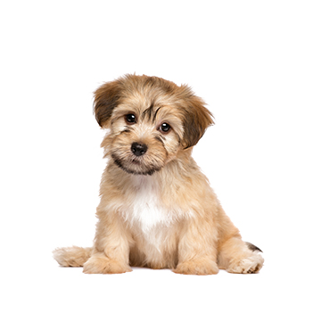 chiot