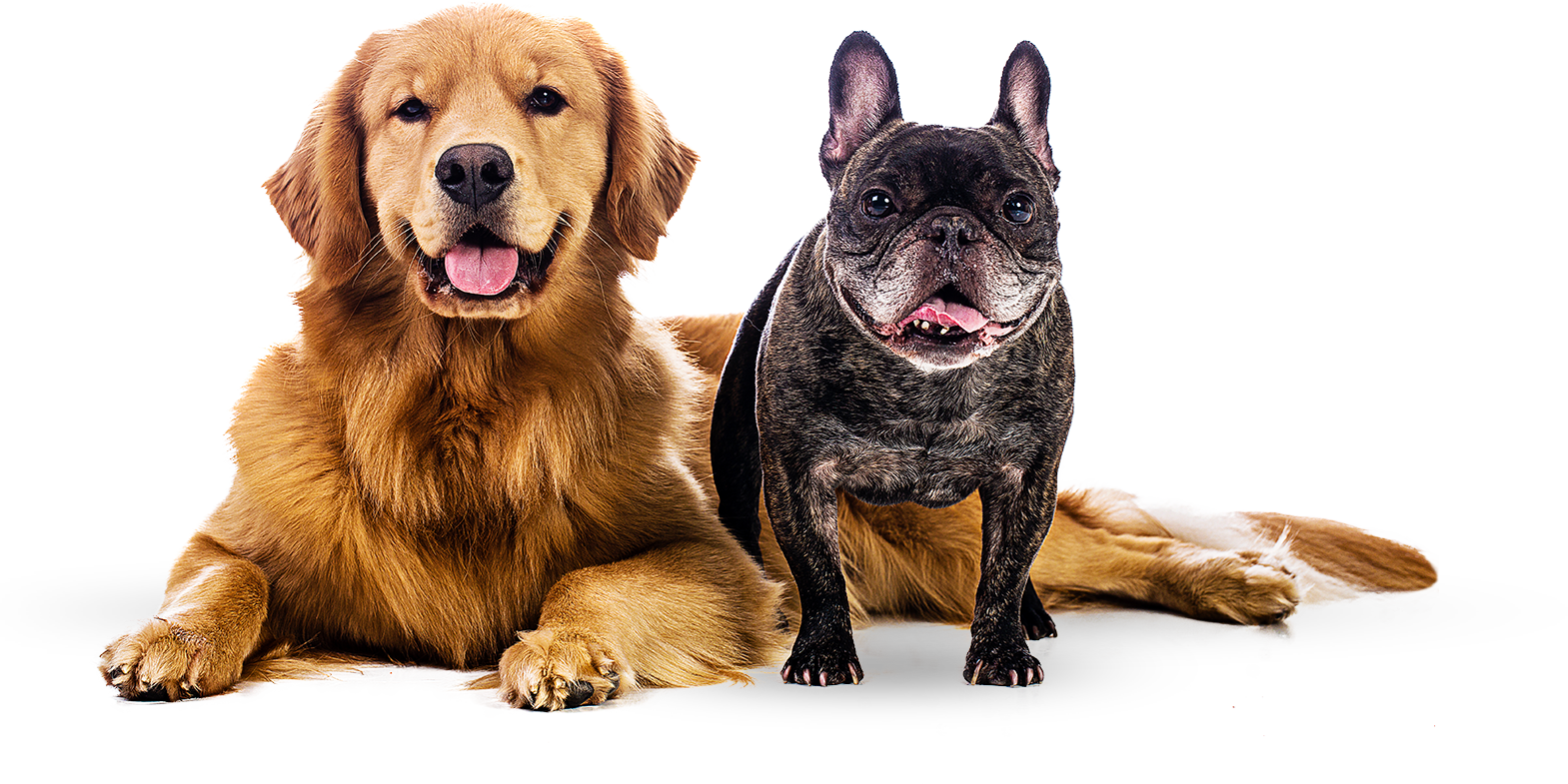hotel-chiens